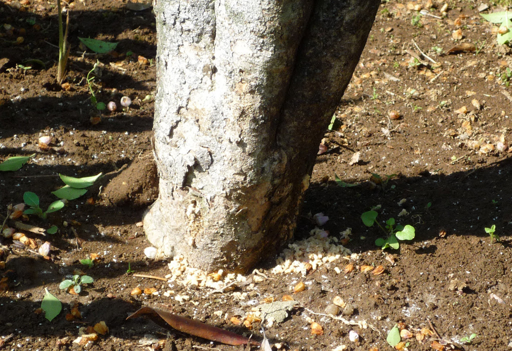 ドウダンツツジにシンクイムシが ルート５