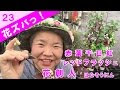 200以上 千日紅 赤 寄せ植え 883341