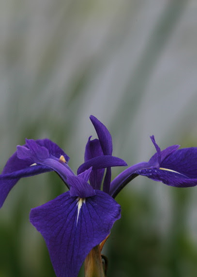 フリー素材無料写真 森の父さん花鳥風穴 カキツバタ