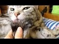 無料ダウンロード 猫 しっぽ なめる 898307-猫 しっぽ 舐める