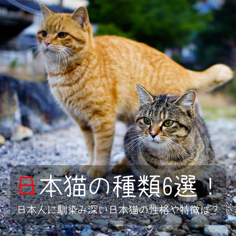日本猫の種類6選 日本人に馴染み深い日本猫の性格や特徴は