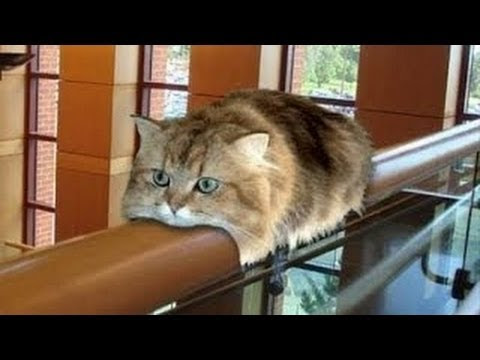 繊細 デコレーション 寛大さ 犬 猫 画像 おもしろ Espaisalut Net