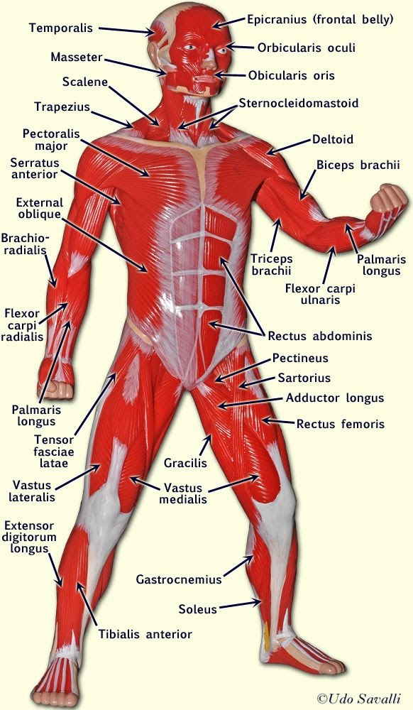 Raps About Human A And P Muscle / A+P II Muscles Lab Practical Pictures flashcards | Quizlet - Here we explain the major muscles of the human body.