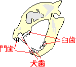 肉食動物と草食動物