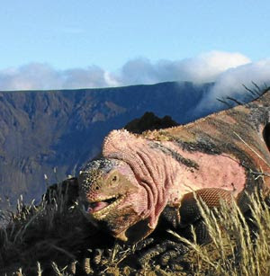 iguana-rosa