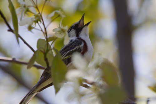 This Chestnut-sided Warbler is pleased, pleased, pleased to meetcha!