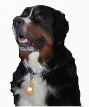 首輪処 ペット首輪犬首輪猫首輪手作り工房 和柄犬首輪猫首輪 グッド 鑑札入 迷子札 鑑札入れ 蓄光なし ブック型鑑札注射済入