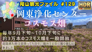 岡東浄化センター 満開のコスモス畑 晴天