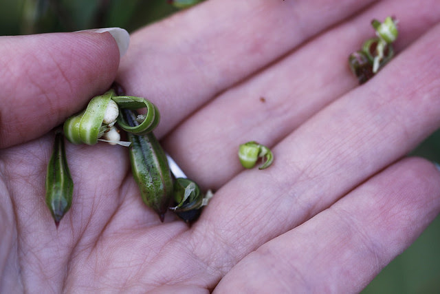 seed pod open
