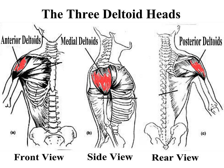 Bodybuilding Anatomy: Shoulders • Bodybuilding Wizard