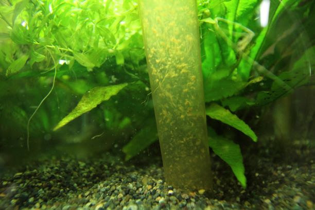 自然繁殖したコリドラスの稚魚を発見 気楽にコリドラス