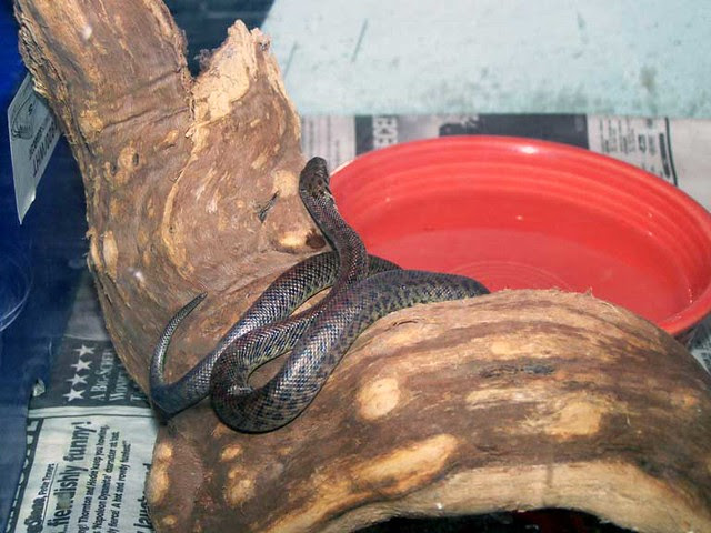 Sif's mid-shed. | My snakinator was shedding her skin and, a 