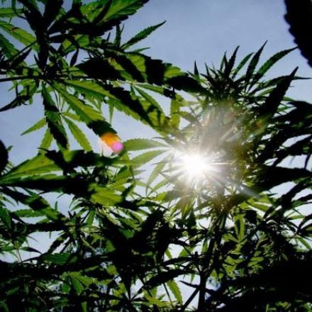 Cannabis More Than 100 Times Safer Than Alcohol, Study Finds