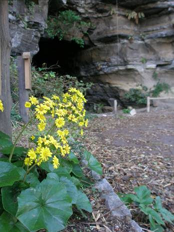 横須賀秋の花散歩