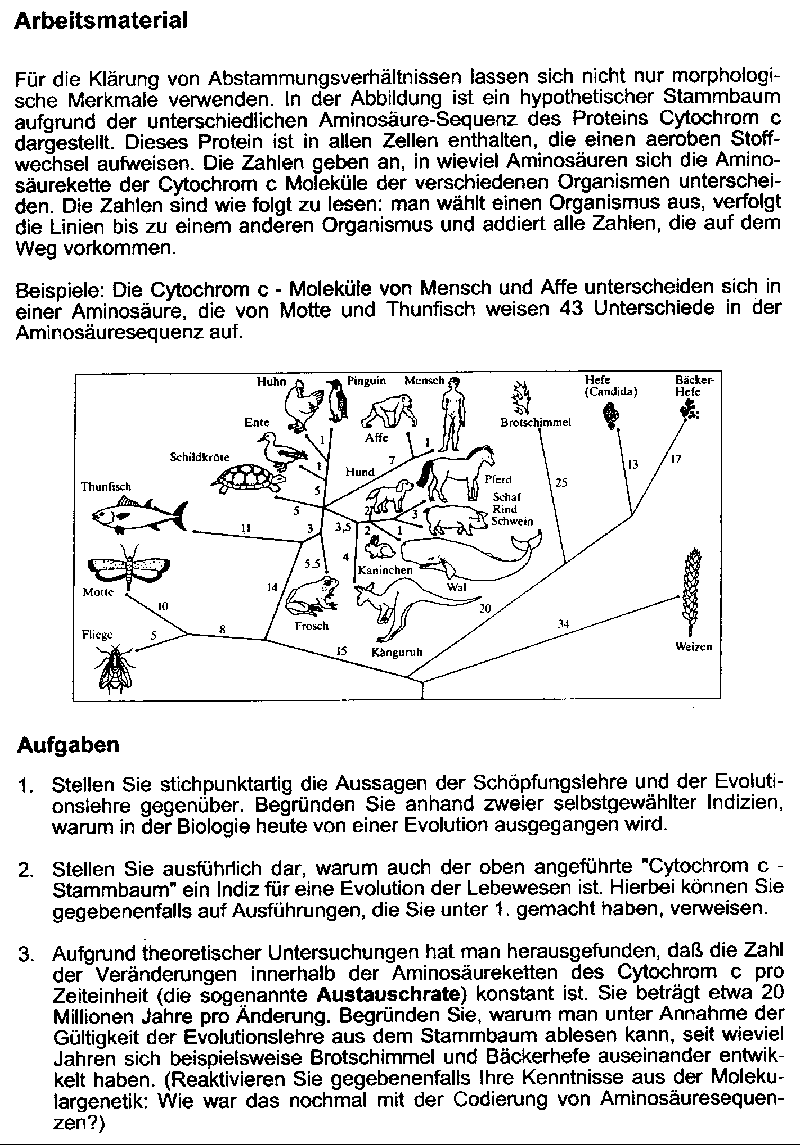 Aufgabe Abitur Homo Naledi / Stammbaum Der Evolution Des Menschen