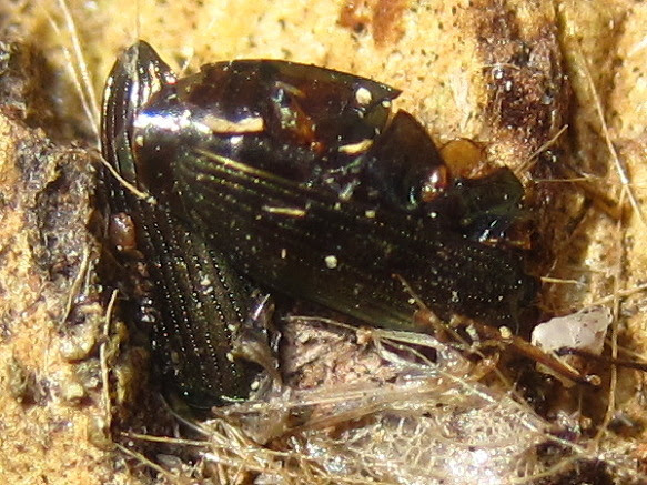 버즘나무방패벌레 Corythucha ciliata