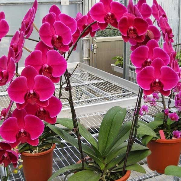 Lan Hồ Điệp tím cánh hoa to tại cửa hàng Lan Hồ Điệp quận Tân Bình