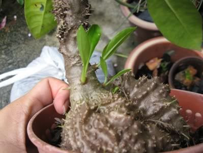 http://i26.photobucket.com/albums/c139/caseyhoo/OthersPlants/IMG_3627.jpg