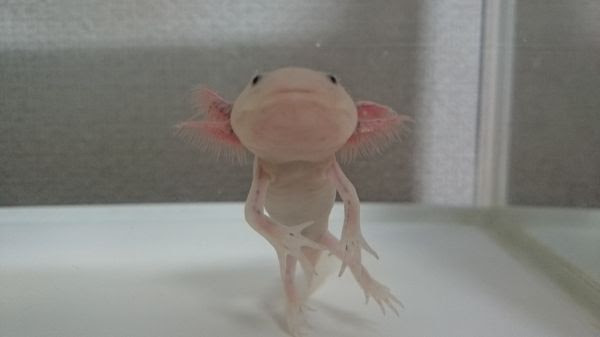 浮袋の秘密 ウーパールーパー飼い方ガイド