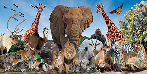 Image of animals in the wild