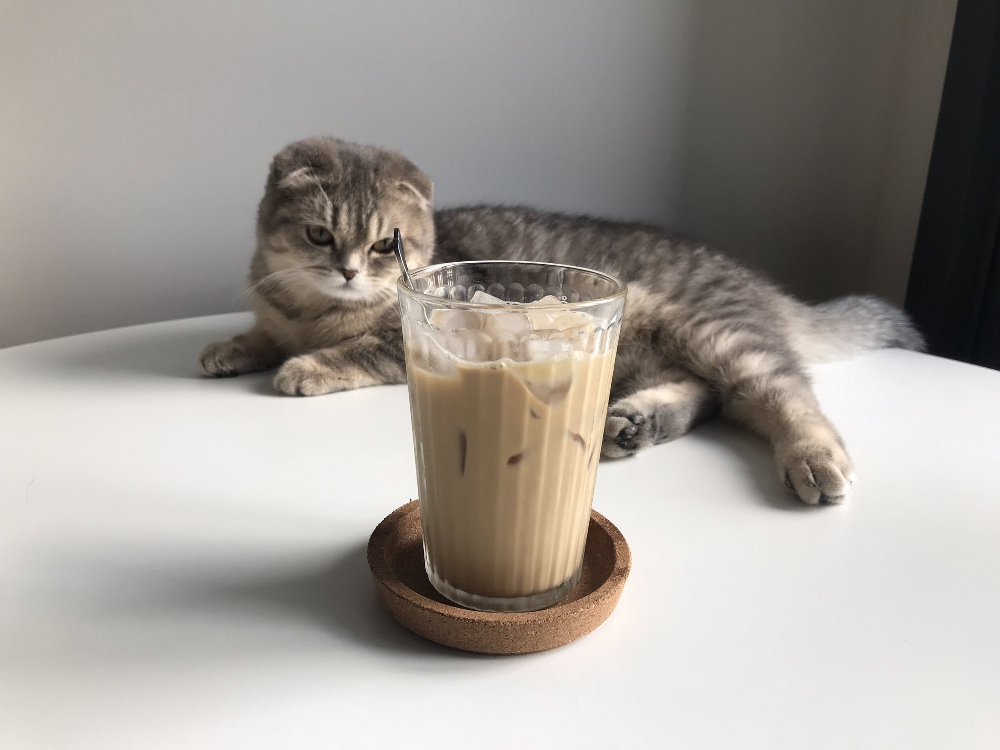 猫とカフェオレのほんわか写真 こんなはずでは Netgeek