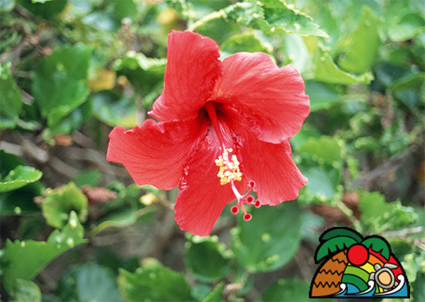 ハワイの花と言えばハイビスカス でもハワイ原産じゃないって本当 ハワイに行ったら絶対にいく観光名所 お店