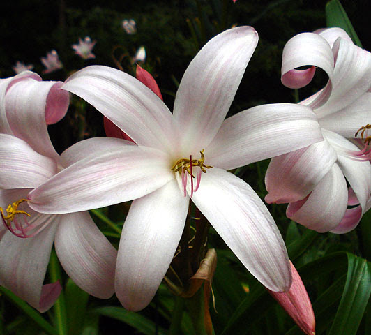 Crinum 'Jubilee'