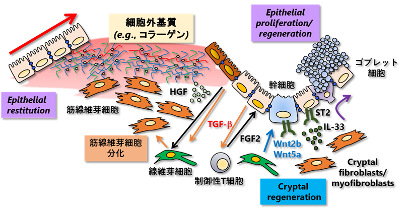 研究概要 千葉大学大学院医学研究院 イノベーション医学領域