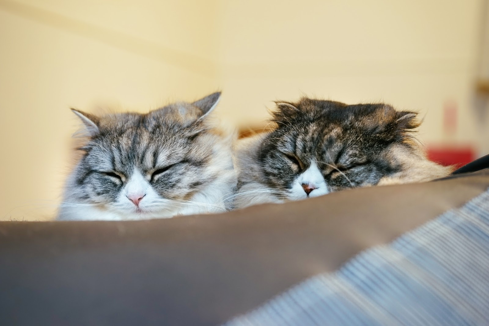 Y Mobileのcmで運転する猫の種類を調査しよう 猫の総合情報サイト ペットスマイルニュースforネコちゃん