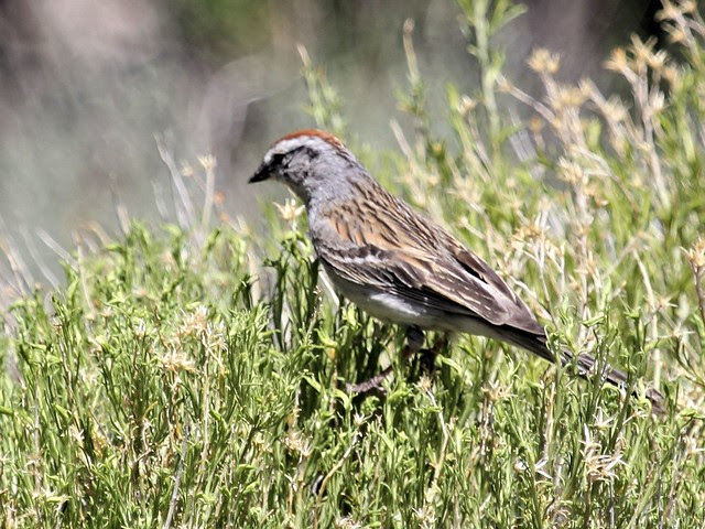 Rufous-crowned Sparrow 4-20130620