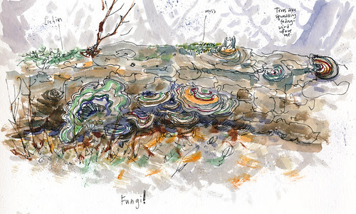 February 2014: Forest by apple-pine