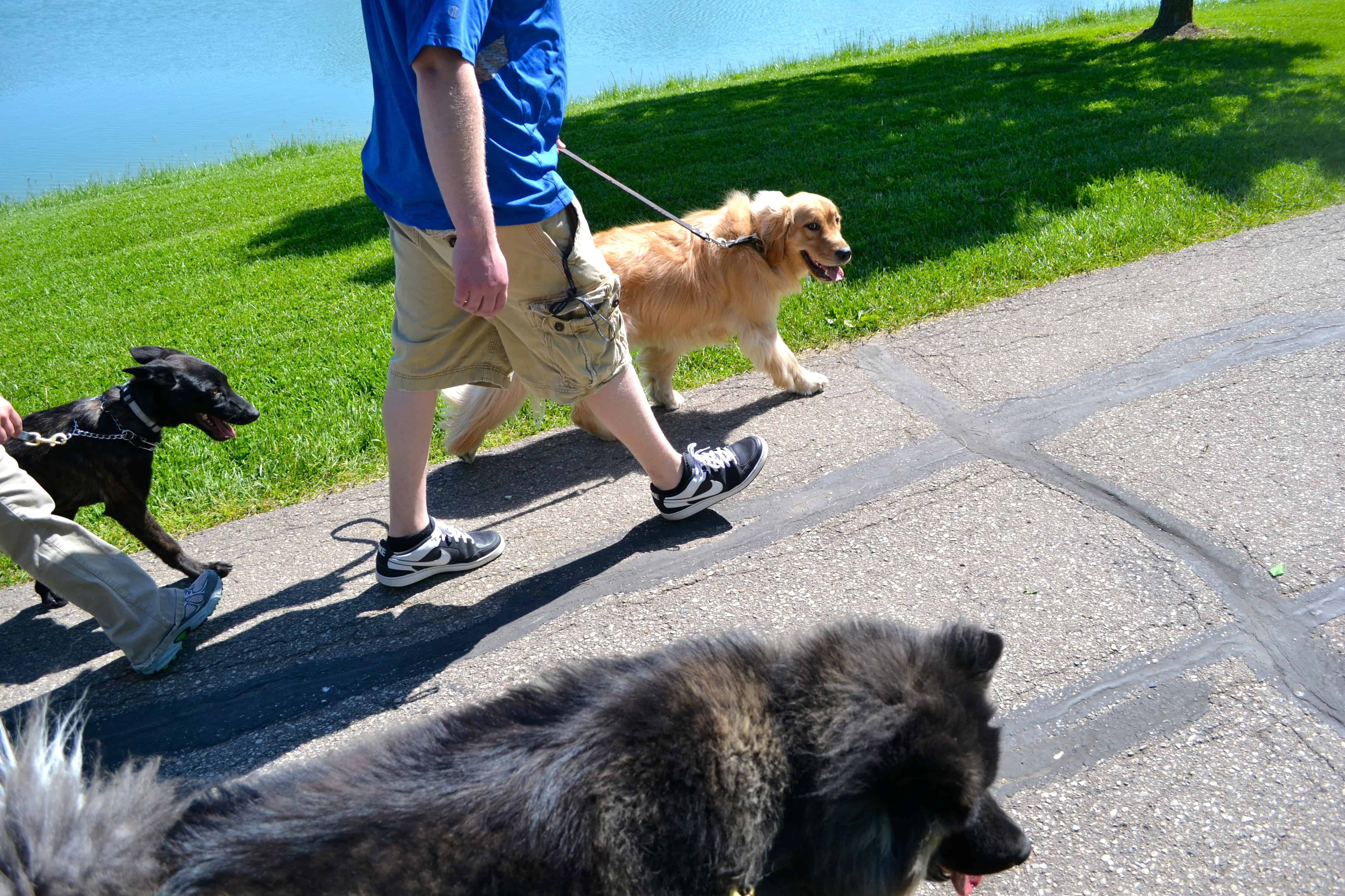 Dog walks, hikes &amp; socialization | Michigan Dog Training