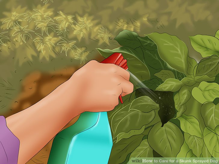 Care for a Skunk Sprayed Dog Step 15.jpg