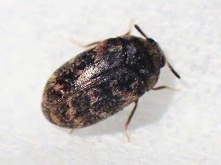 食品害虫の生態 株式会社三共リメイク