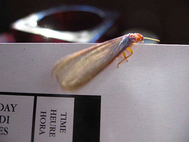 winged ant