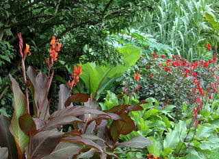 Tropical Gaeden Design