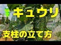 きゅうり 支柱 プランター 立て方 259146