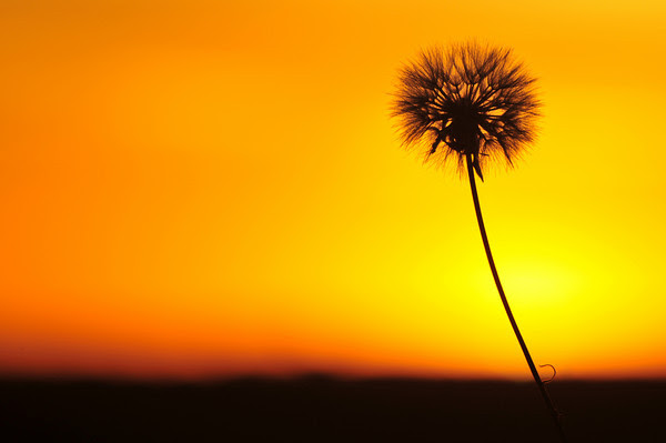 Dandelion Sunrise