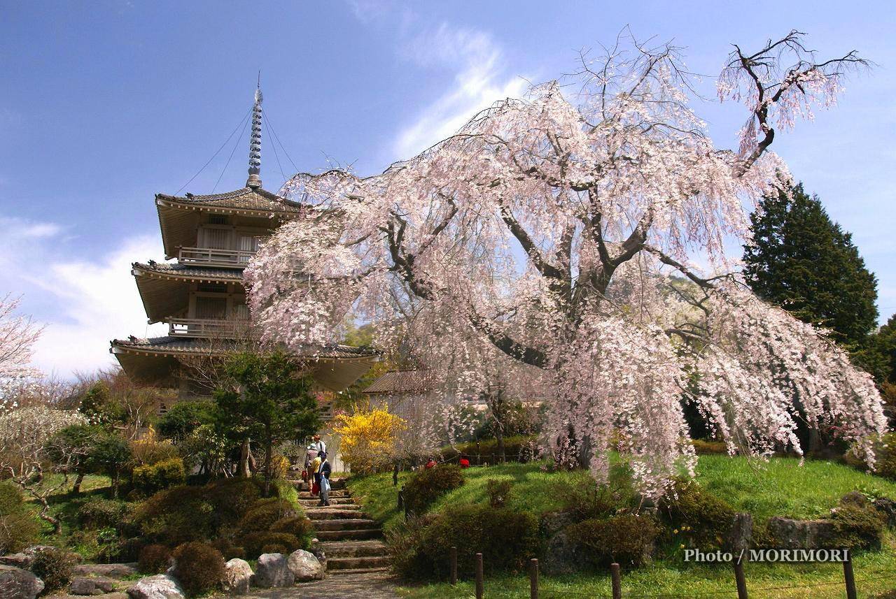 浄専寺のしだれ桜 五ヶ瀬町
