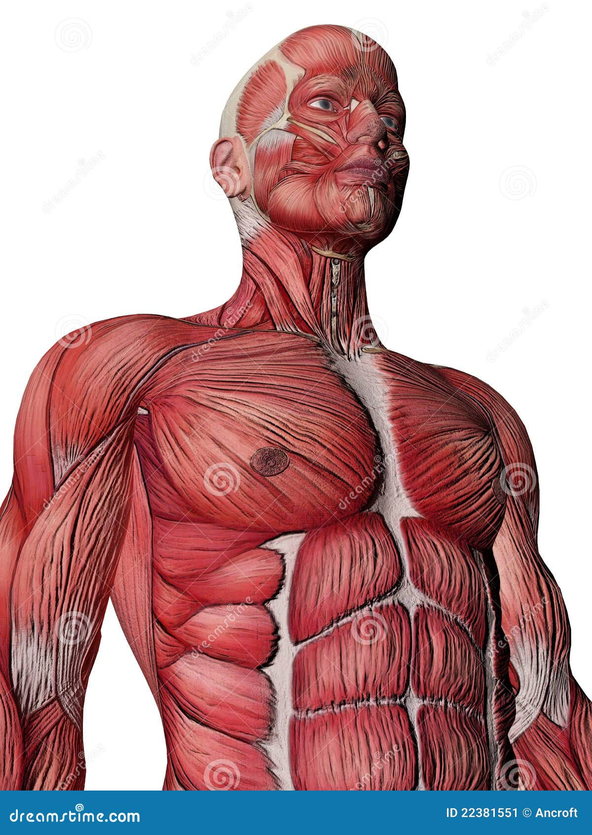 Human Muscle Xray Torso Stock Image - Image: 22381551
