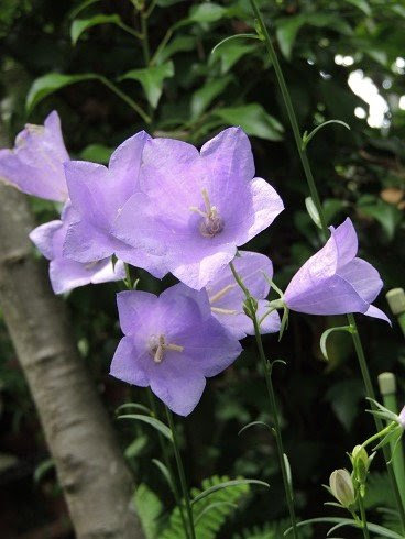 7月10日の誕生花 モモバギキョウの花言葉 誠実 カムとキクタンの大満足時代