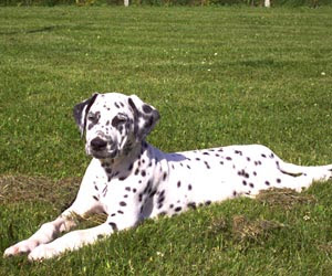 Perros Dálmata