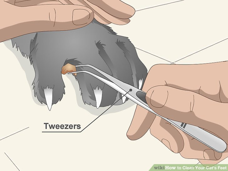 Clean Your Cat's Feet Step 10.jpg