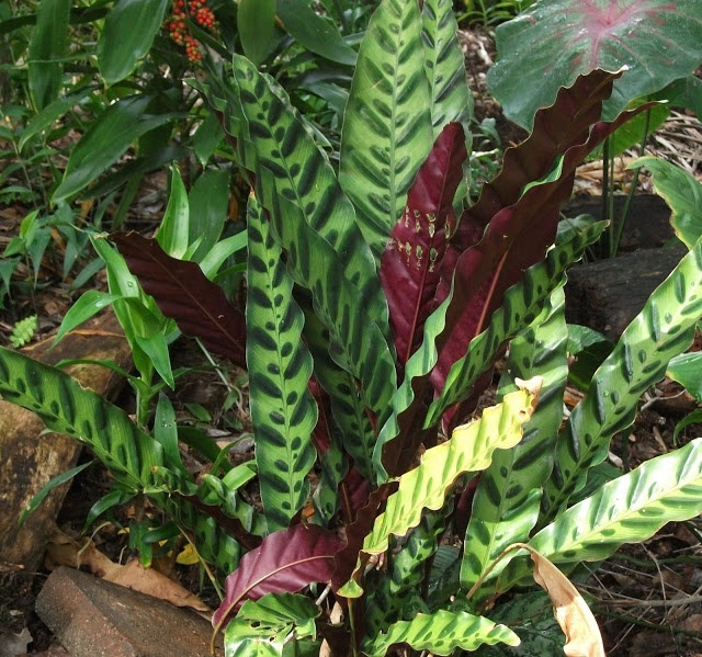 Calathea insignis aka rattlesnake plant  Plants nontoxic to dogs