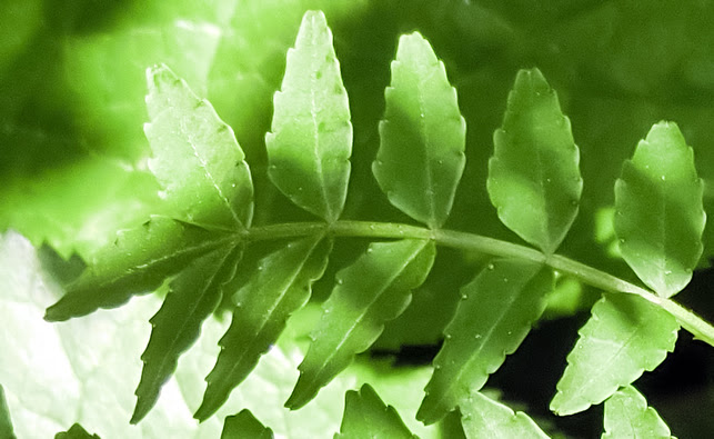 山椒の葉はハーブ 山椒の実はスパイス さらに花も皮も楽しめます スパイスびと
