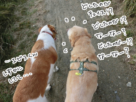 羊の国のラブラドール絵日記シニア!!「チェイス負傷」7