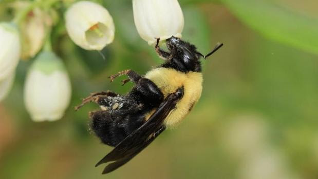 Abeja (Bombus griseocollis) polinizando una flor de arándano