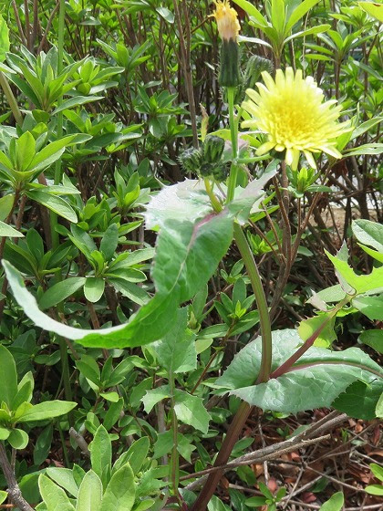 タンポポに似た野草 葉っぱが違うよ ノゲシ 野芥子 この花の名前なんていうの