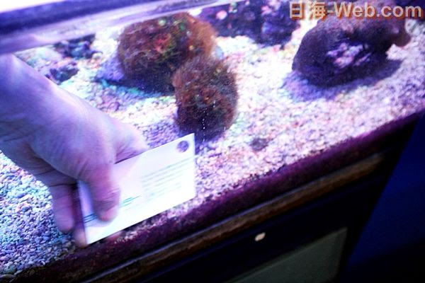 水槽掃除の際 汚れが舞ったにしても 水槽掃除について 海水魚のパイオニア 日海センター 日海フィッシュコム