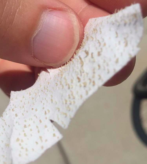 Look at these puppies.